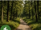 A footpath winding through tall pines