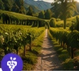 Vineyard rows along a sunlit path